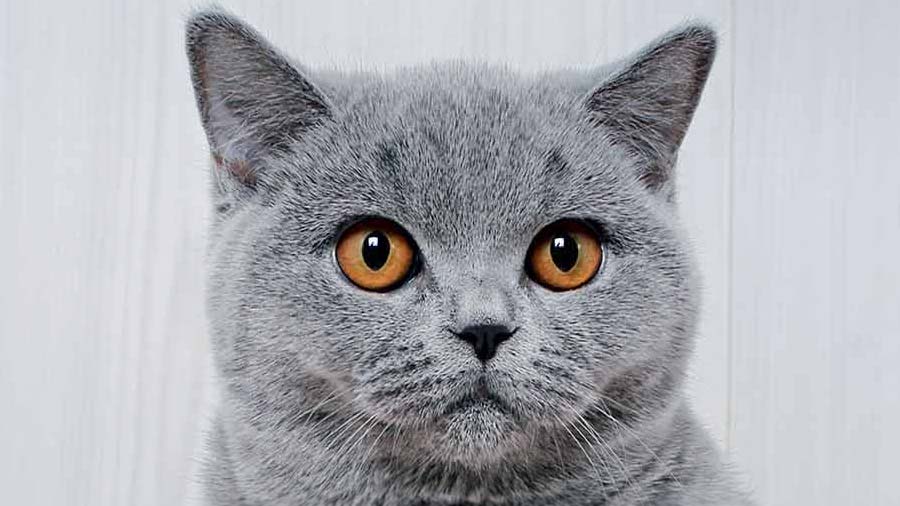 British Shorthair Price Personality Lifespan