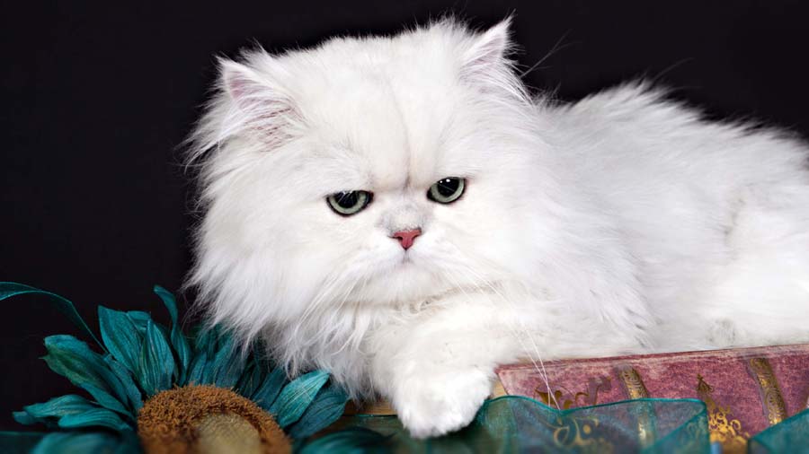 Persian cat (Lying, White)