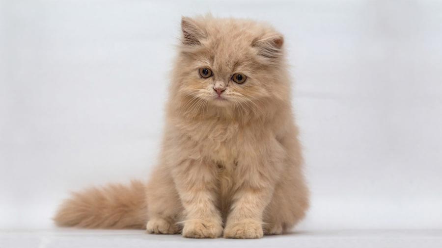 Persian cat Kitten (Sitting, Brown)