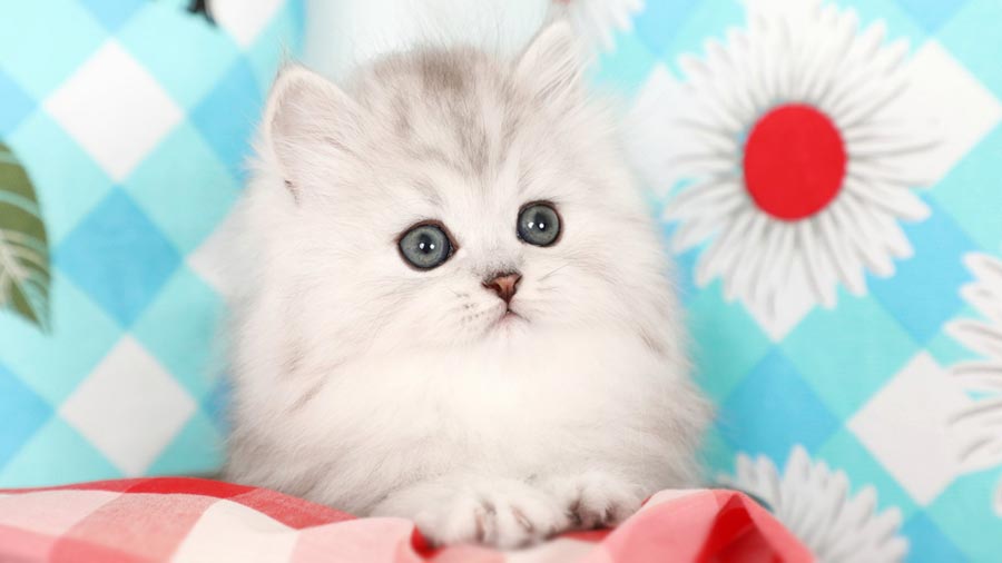 Persian cat Kitten (Face, White & Grey)