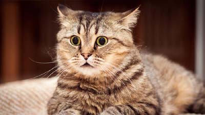 Hình nền mèo American Shorthair đáng yêu sẽ khiến bạn say mê và mê mẩn trong những chiếc mắt to tròn và đáng yêu của chúng. Hãy chiêm ngưỡng những hình ảnh đáng yêu này để cảm nhận niềm vui và sự tình yêu đối với các loài động vật.
