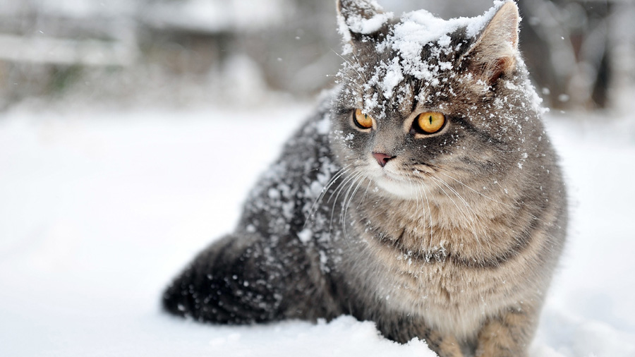 British Shorthair (Sitting, Snow, Eyes) HD Cat Wallpaper