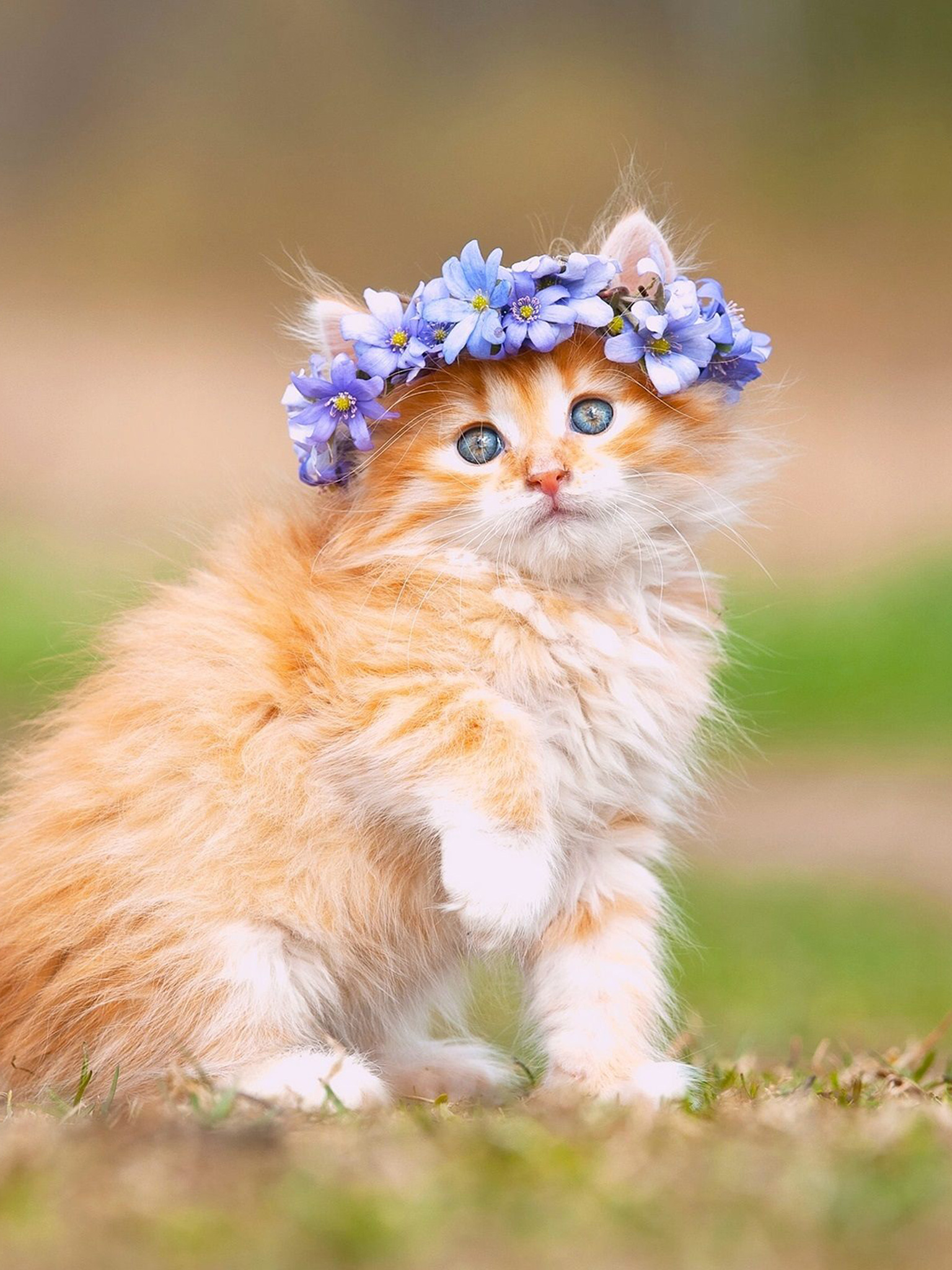 Maine Coon (Kitten, Cute, Fluffy) HD Cat Wallpaper