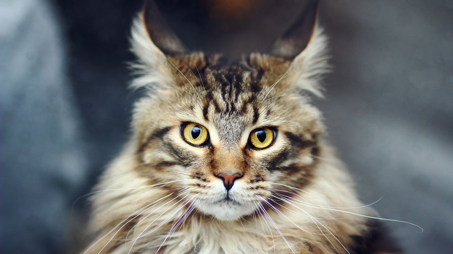 Maine Coon (Longhair, Face, Whiskers) HD Cat Wallpaper