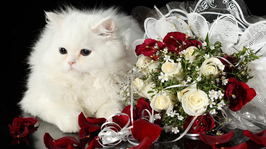 Persian (White, Fluffy, Roses) HD Cat Wallpaper