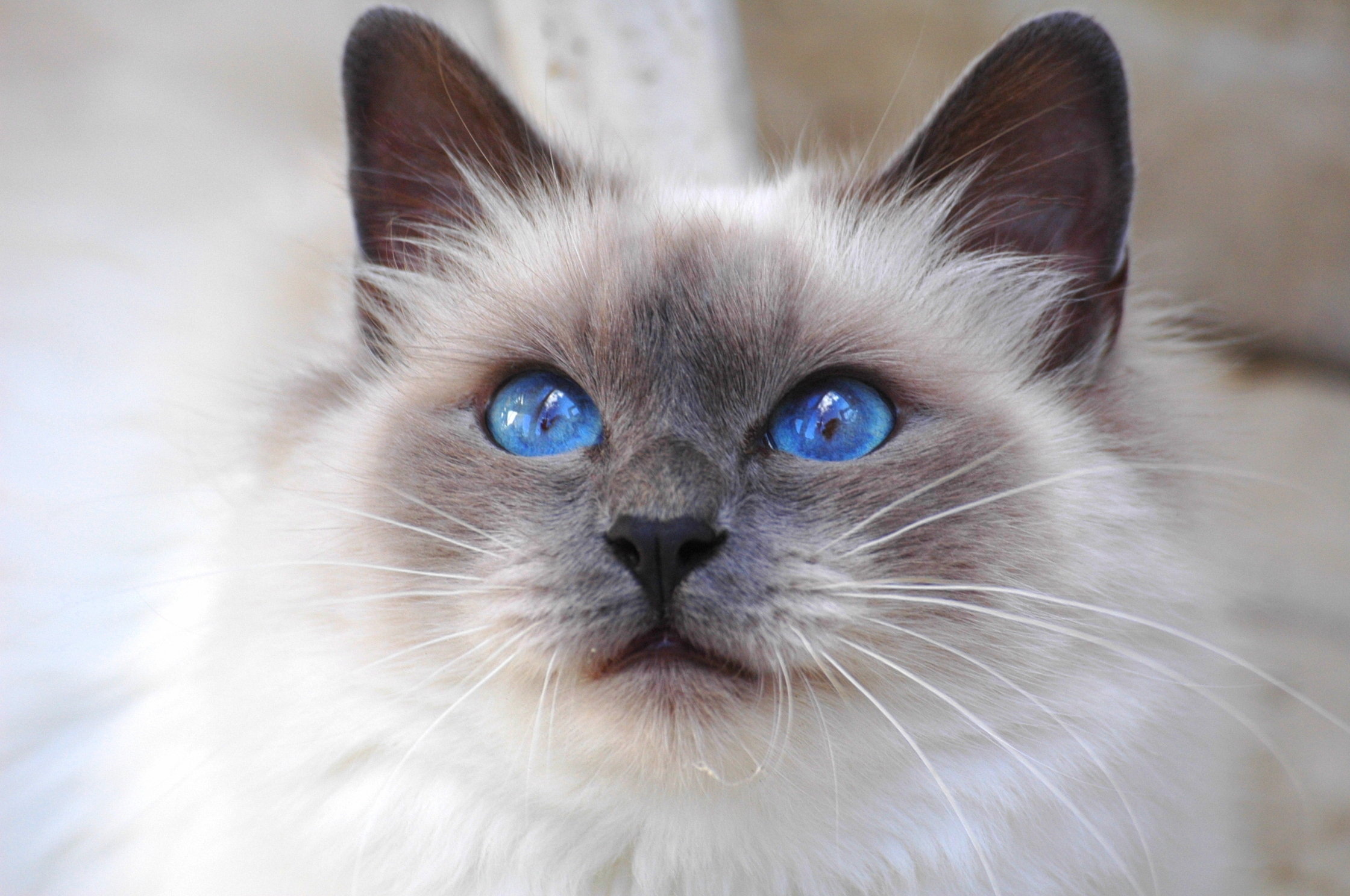 Ragdoll store blue eyes