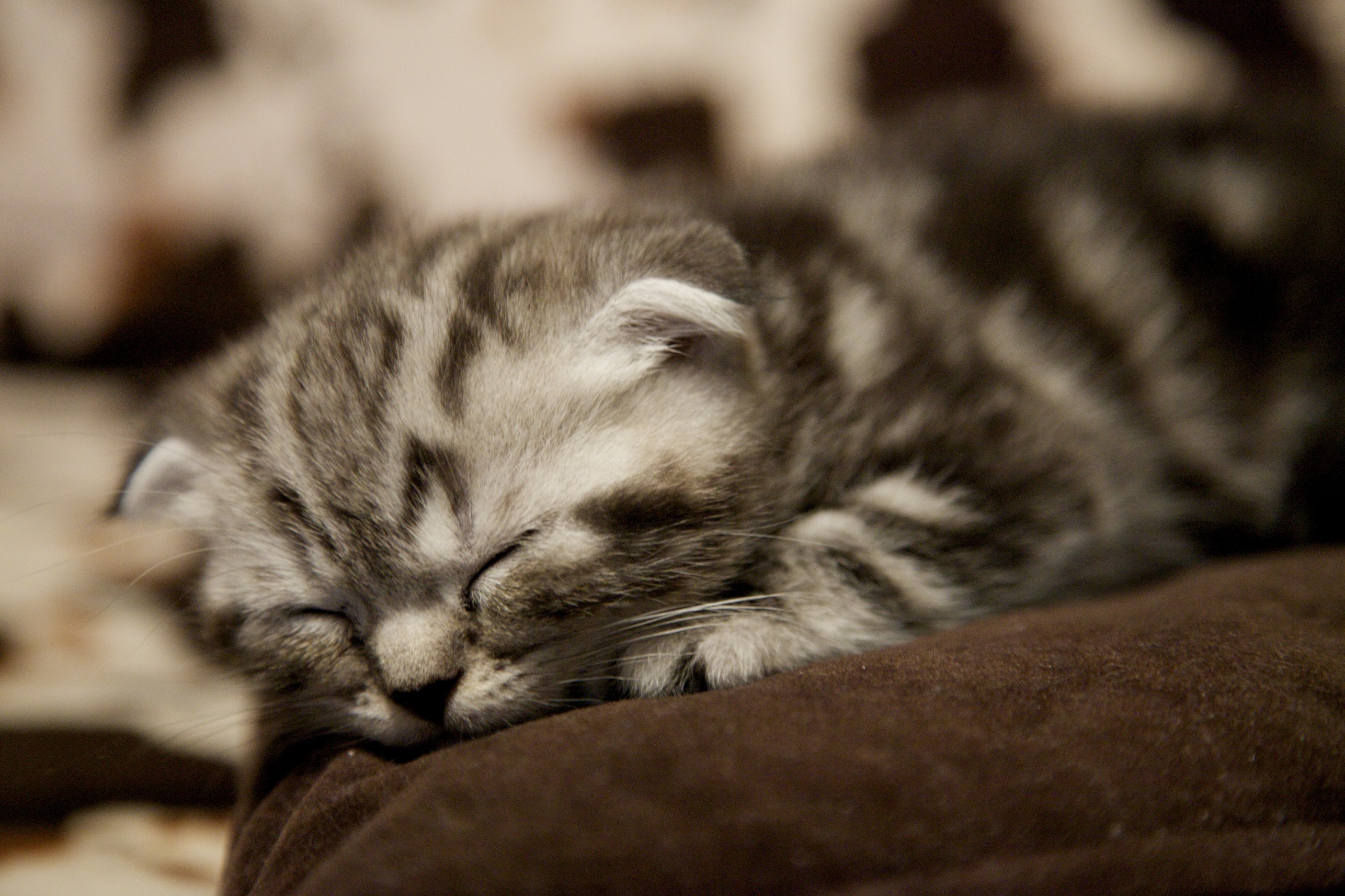 sleepy kitten wallpaper