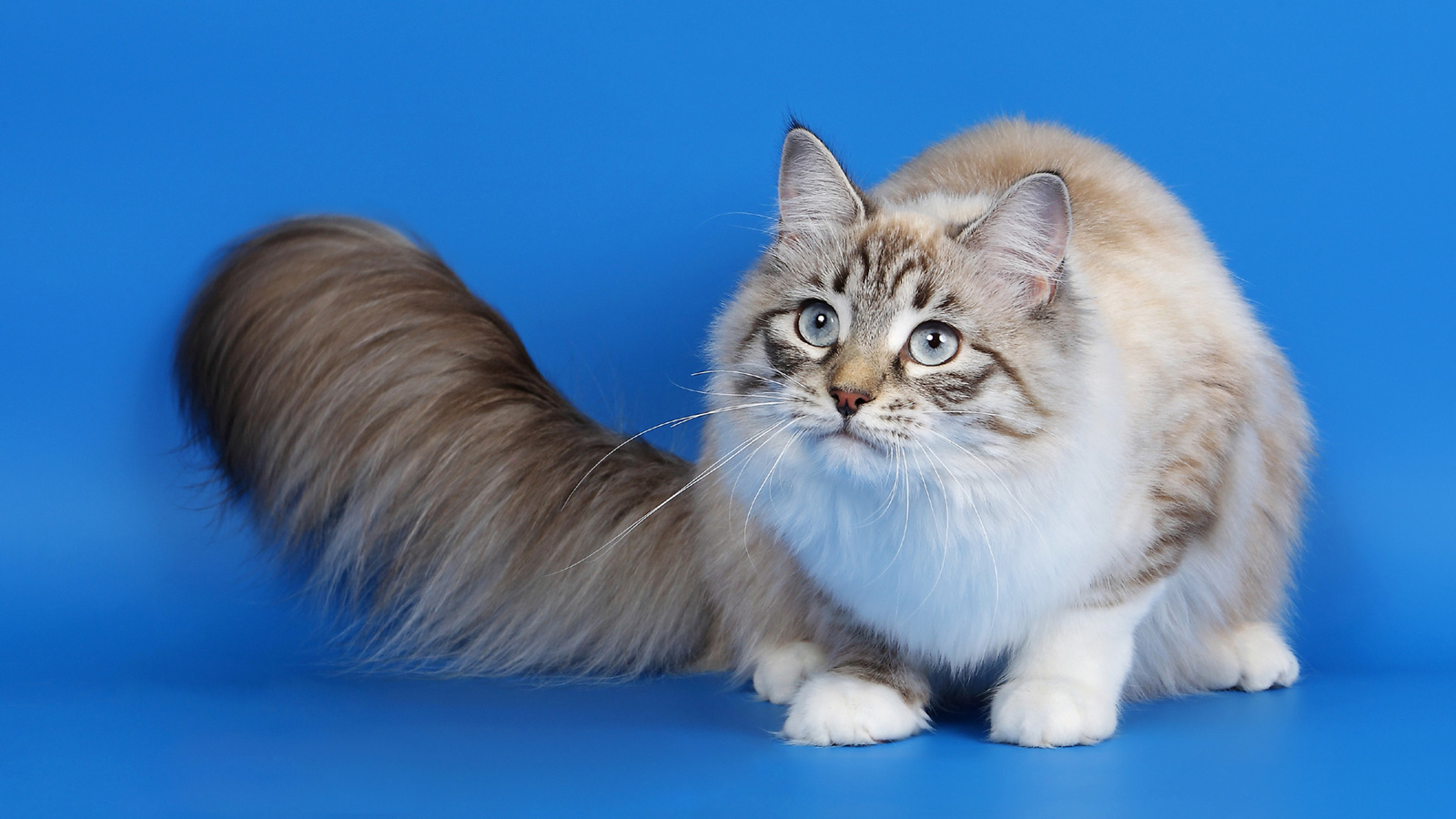 Siberian cat (Eyes, Fluffy, Tail) HD Cat Wallpaper