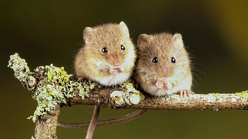 Exploring the 10 Adorable Pet Mice Breeds