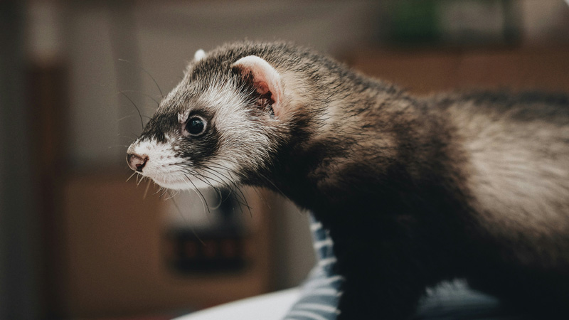 Are Ferrets Good Pets? Exploring the Pros and Cons