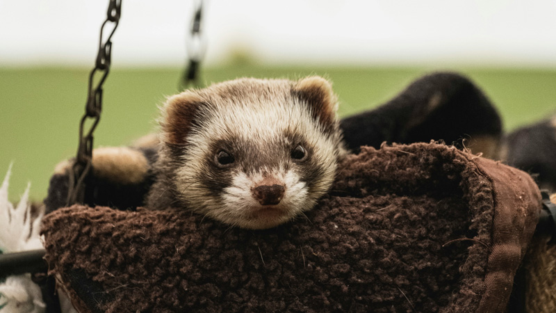 Are Ferrets Hard To Take Care Of?