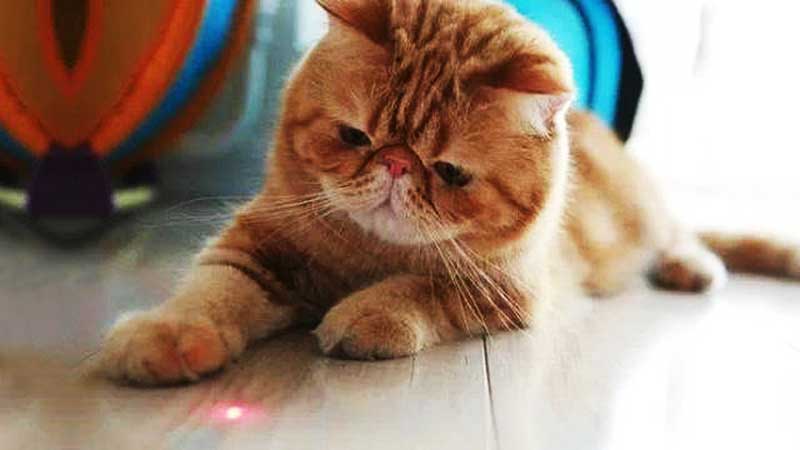 are-laser-pointers-good-or-bad-for-cats