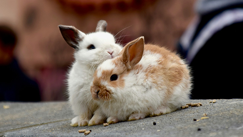 Are Rabbits Better Kept In Pairs? Yes!