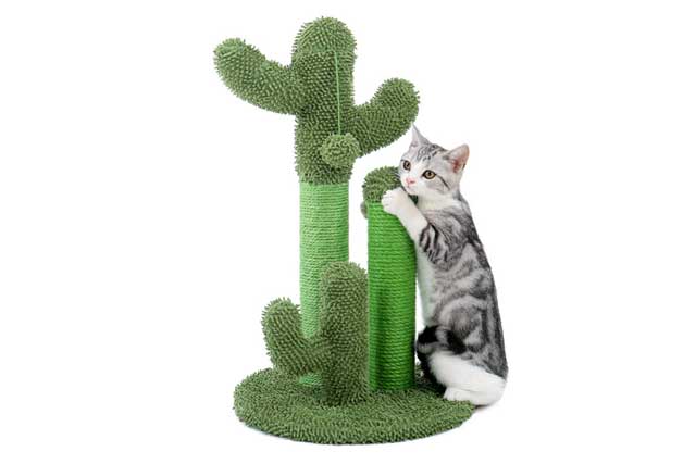 Best Toys and Accessories for Your Cat