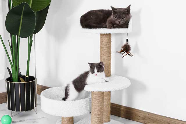 Best Toys and Accessories for Your Cat