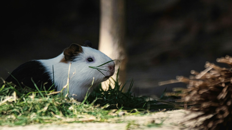 Can guinea pigs bananas best sale