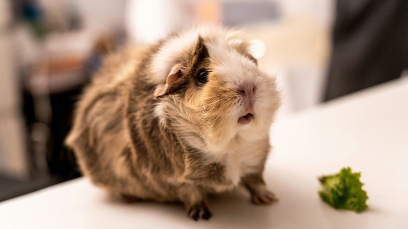 Can Guinea Pigs Eat Celery? (Yes! Moderation)