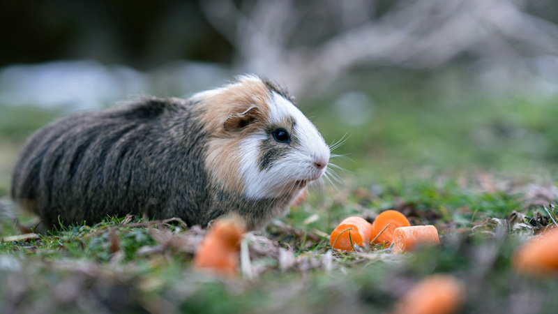 Can Guinea Pigs Eat Oranges?