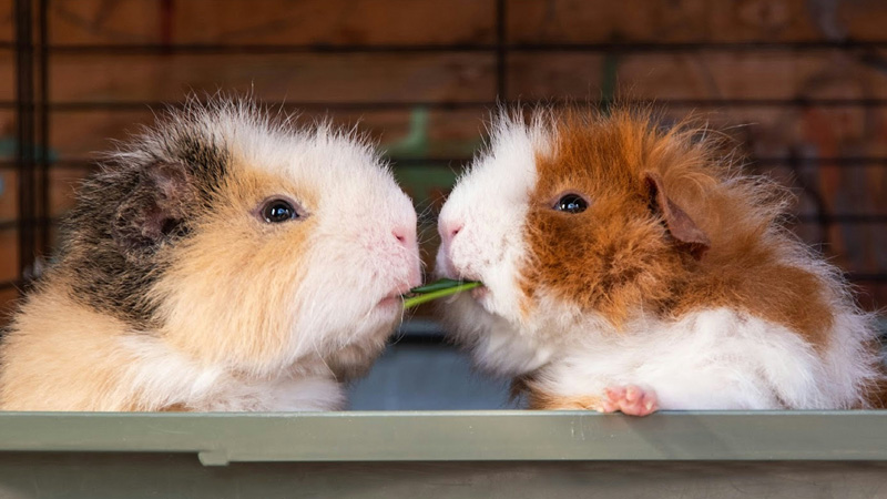 Can Guinea Pigs Eat Spinach? (Yes! Small Quantities)