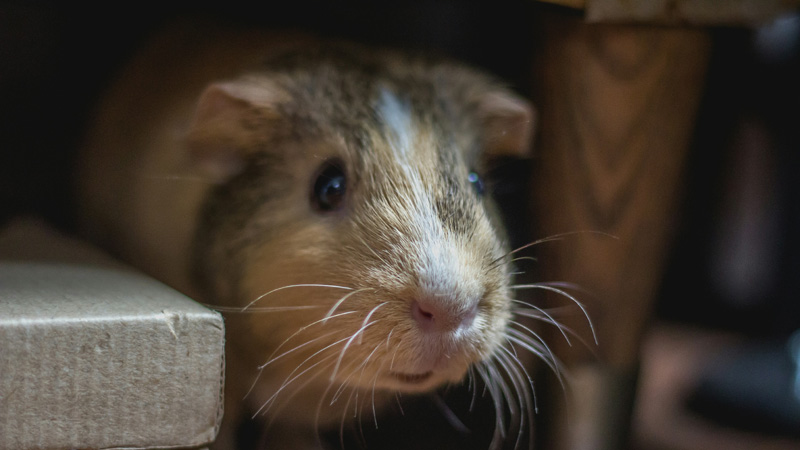 Can Guinea Pigs Have Mango? Yes!