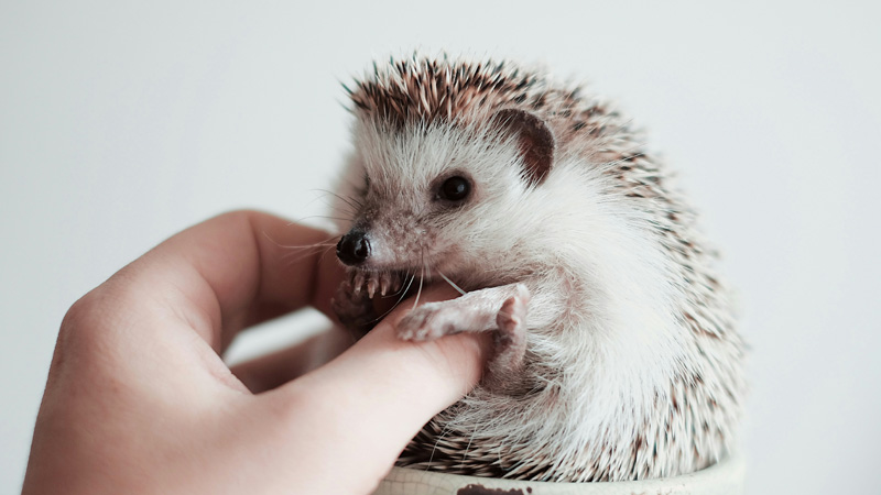 Can I Feed My Hedgehog Cat Food Yes Occasionally