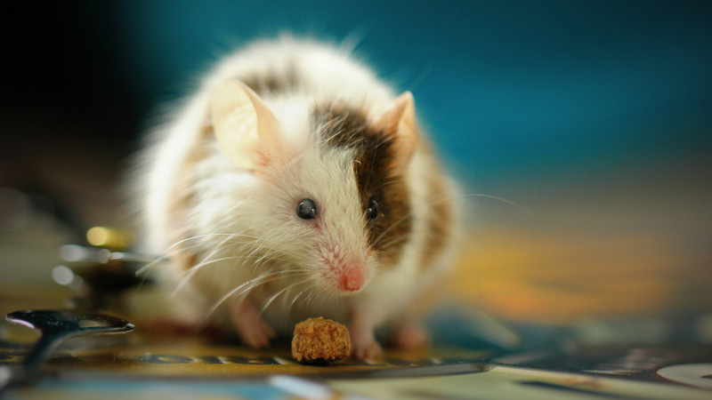 Can Mice Make Allergies Worse?