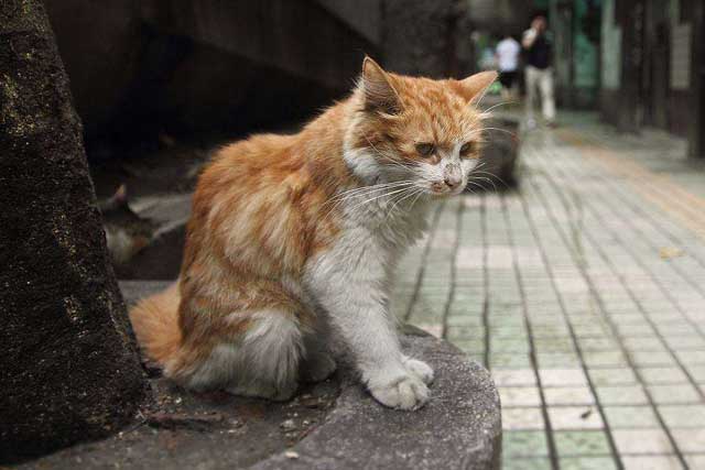 7. Cats of unknown origin