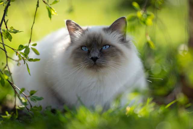 Balinese Cat