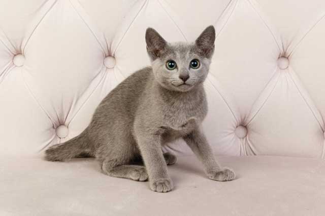 Russian Blue