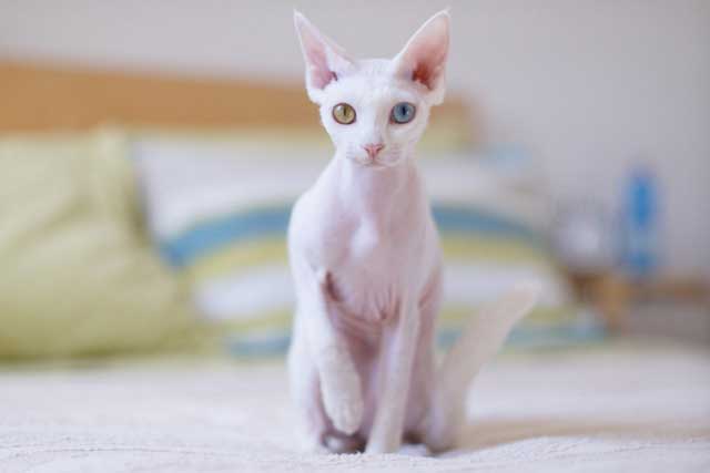 Cornish Rex