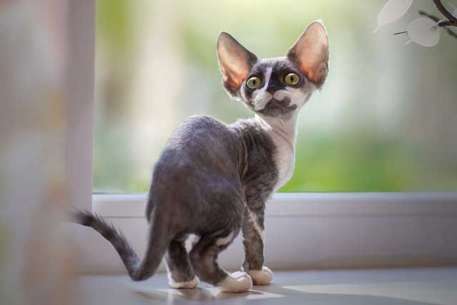 Devon Rex