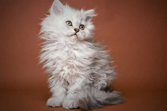 Selkirk Rex