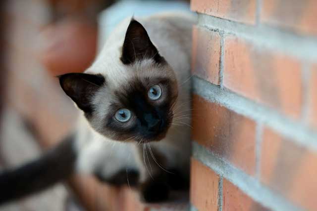 Siamese Cat