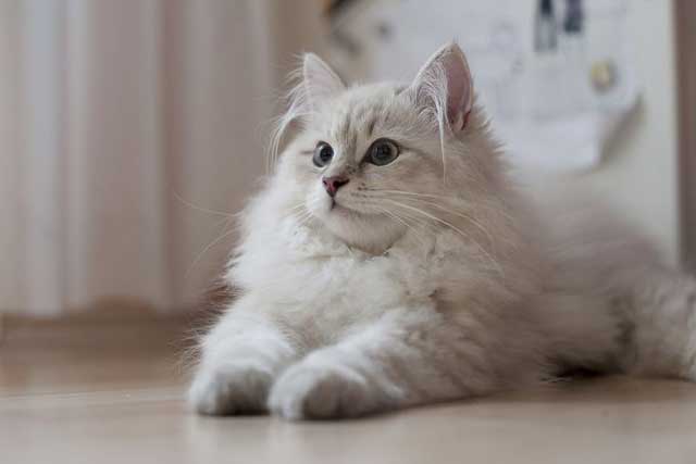 Siberian Cat