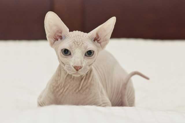 Sphynx