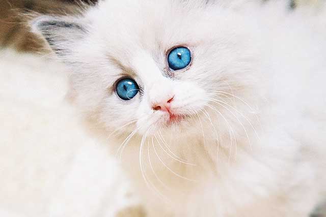 fluffy white cat blue eyes
