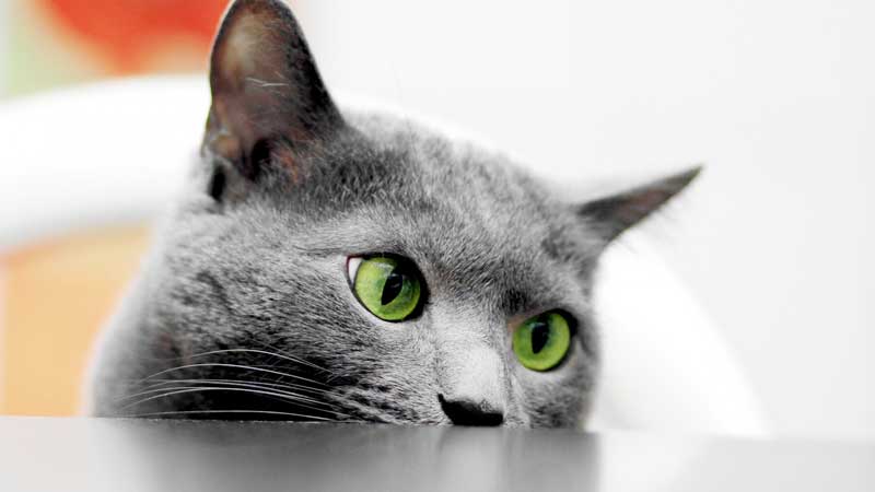 gray cats with green eyes breed