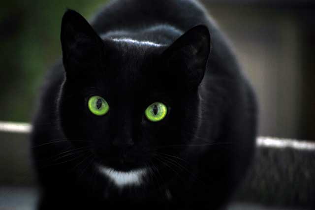 black cats with green eyes