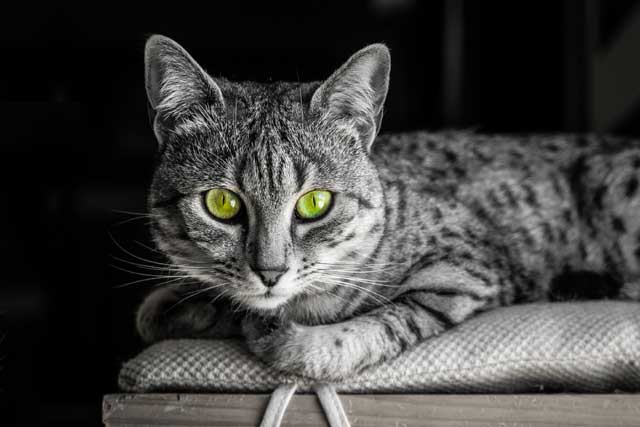 gray and white cats with green eyes