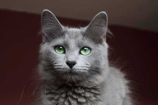 gray kitten with green eyes