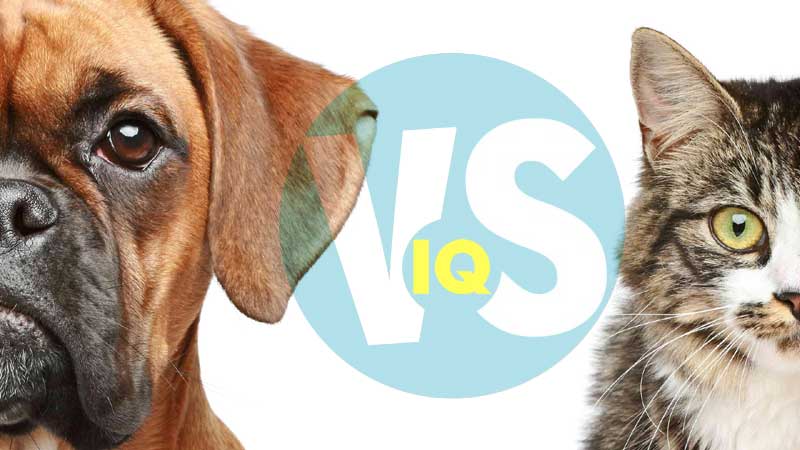Which are smarter, cats or dogs? We asked a scientist