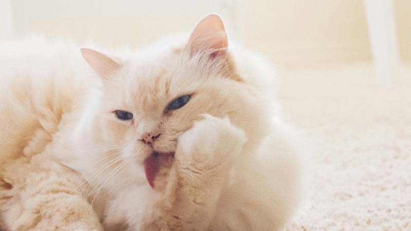 Why? Cats Love Grooming and Being Groomed