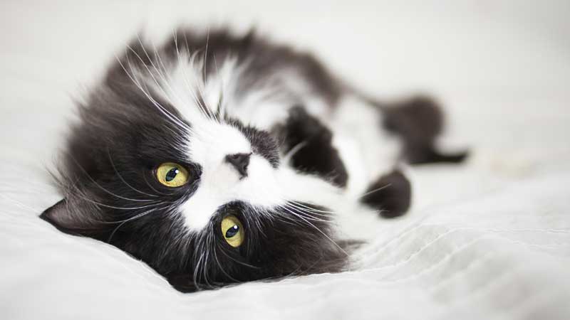 cute black and white cats