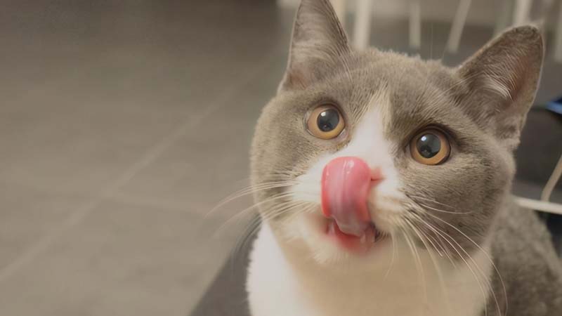 Decoding Face Licks from Your Cat