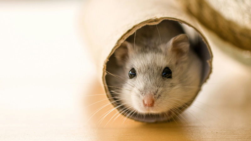 Exploring the 7 Different Types of Pet Rats