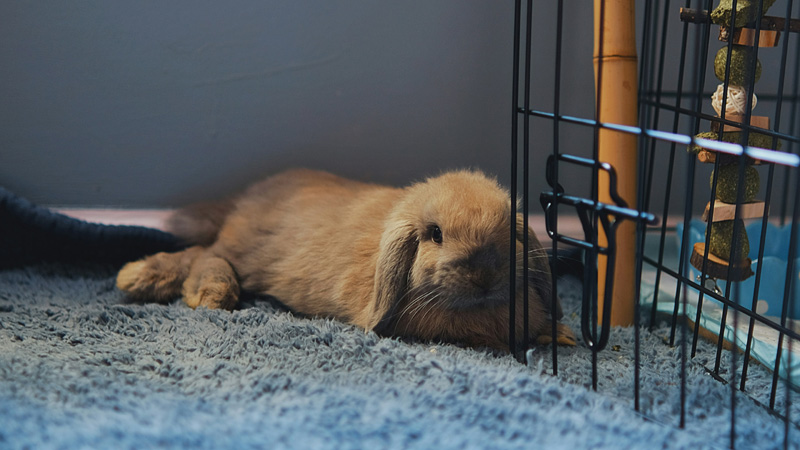 Do Rabbits Smell If Kept Indoors?