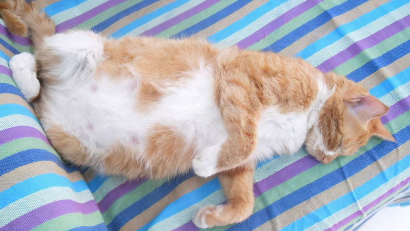 The 8 Early Signs Your Cat is Pregnant