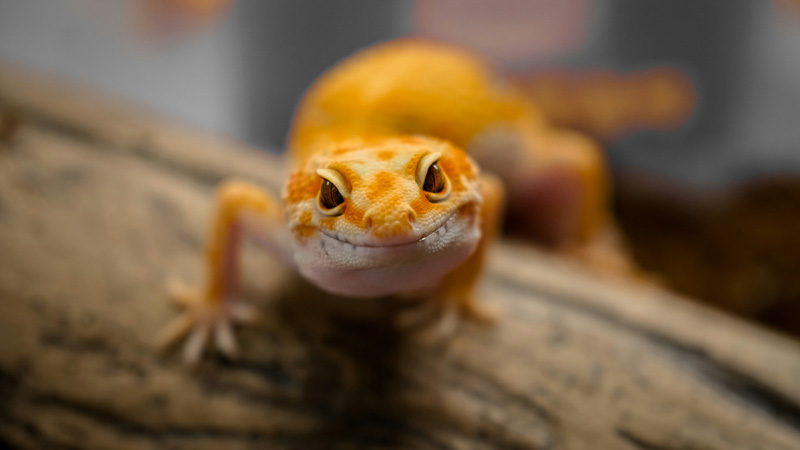 Top 10 Exotic Pets Perfect for Apartment Living