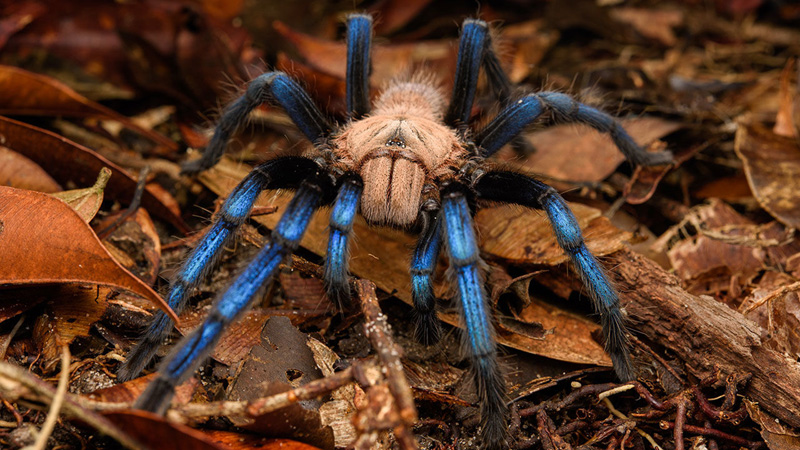 10 FAQs About Cobalt Blue Tarantulas