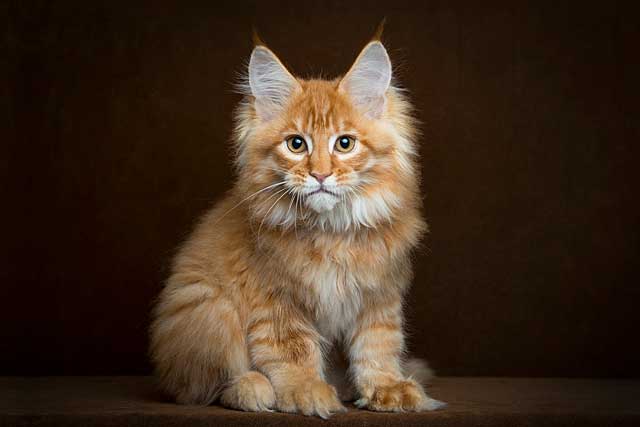 10 Best Cat Breeds for First-Time Owners